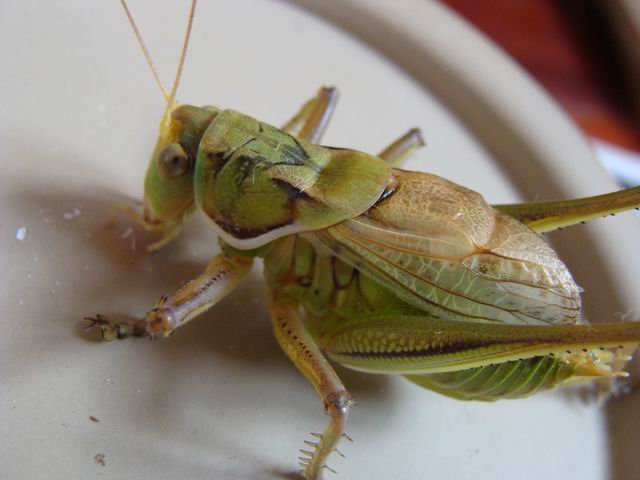 调整大小 DSC02566.JPG