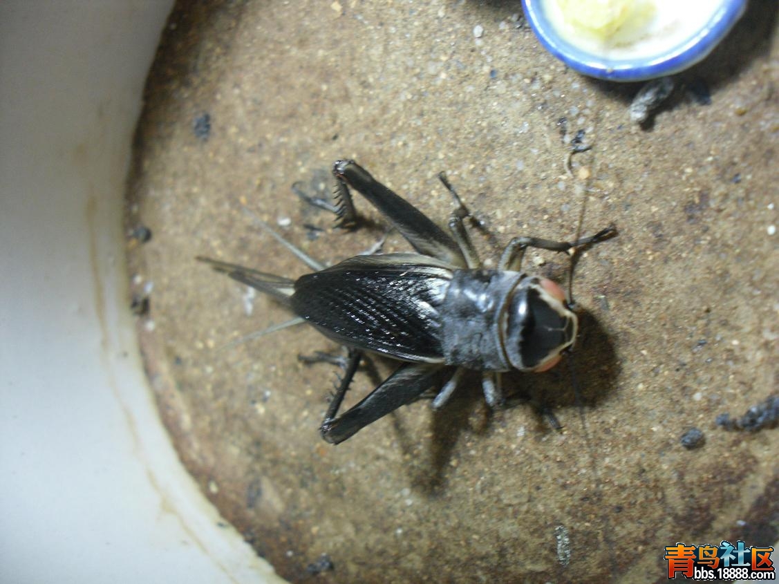 复件 正青母2.JPG
