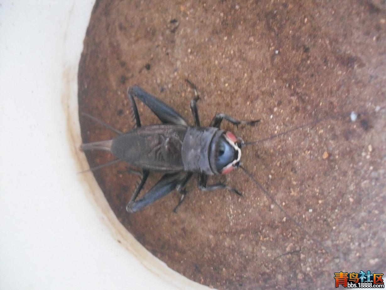复件 正青红眼2.JPG