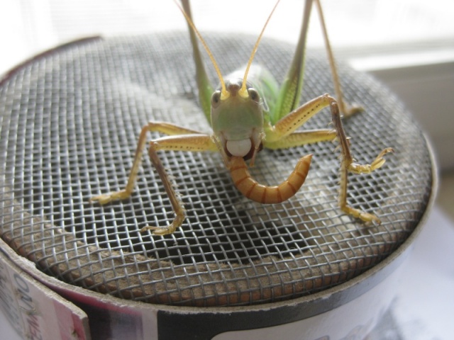 小蝈蝈1.JPG