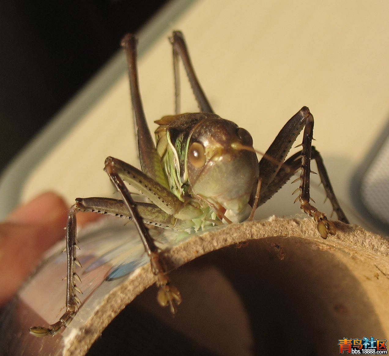 蝈蝈20121210-4.jpg