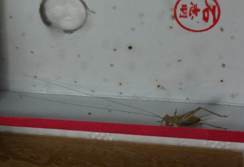 P1020939_副本_副本.jpg