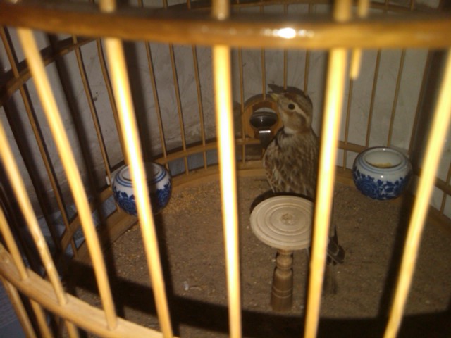IMG00135-20121204-1701.jpg