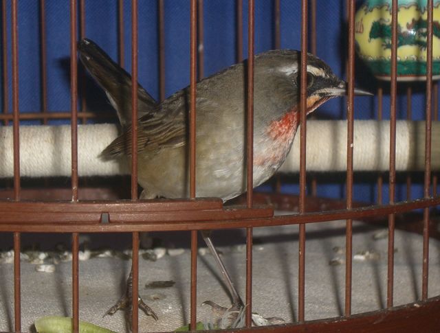 CIMG9270.JPG