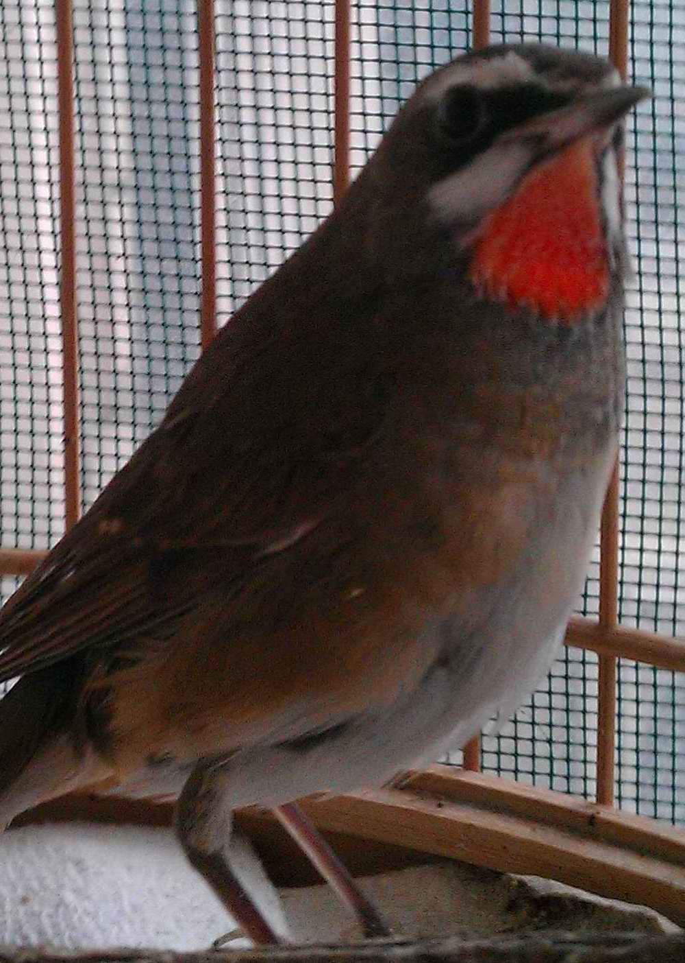 IMAG0052.jpg