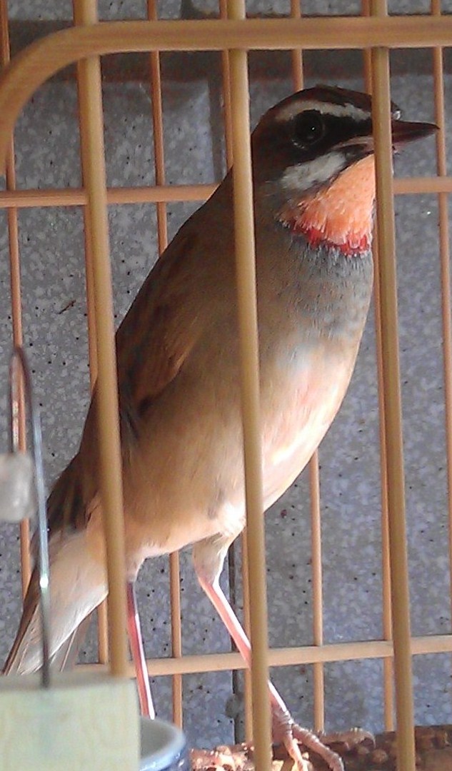 IMAG0074.jpg