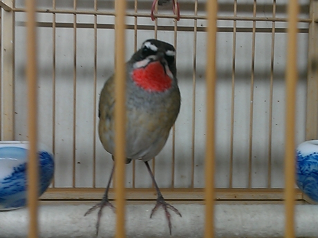 WP_000474.jpg