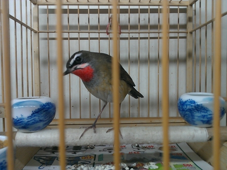 WP_000477.jpg