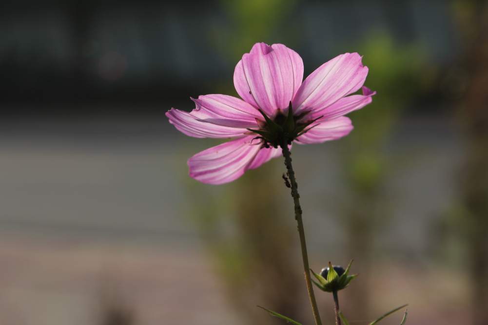 IMG_0571_conew1.jpg