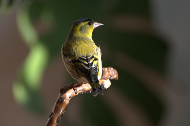 DSC_1160.jpg