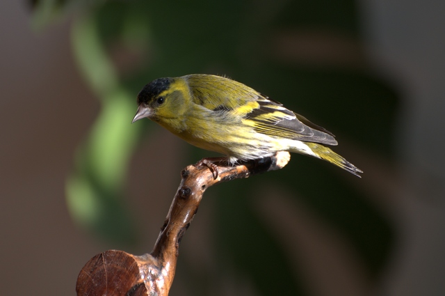 DSC_1164.jpg