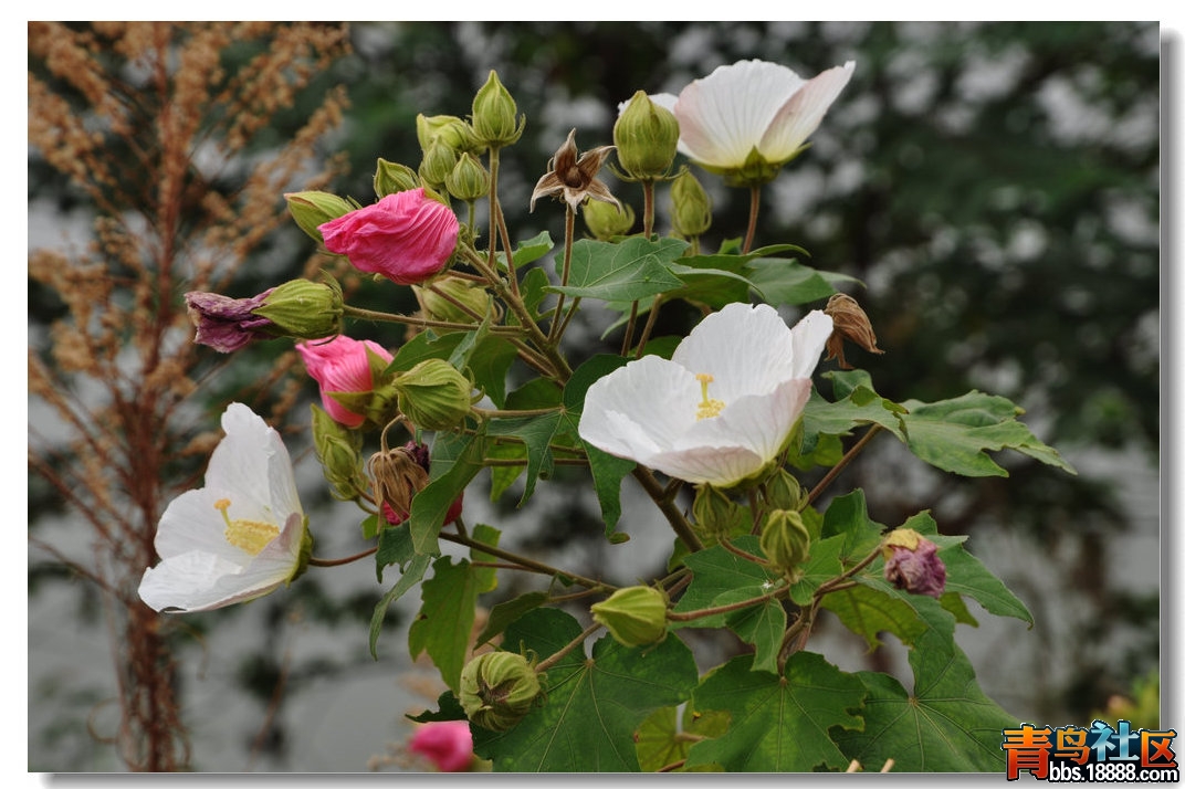 DSC_0086.JPG
