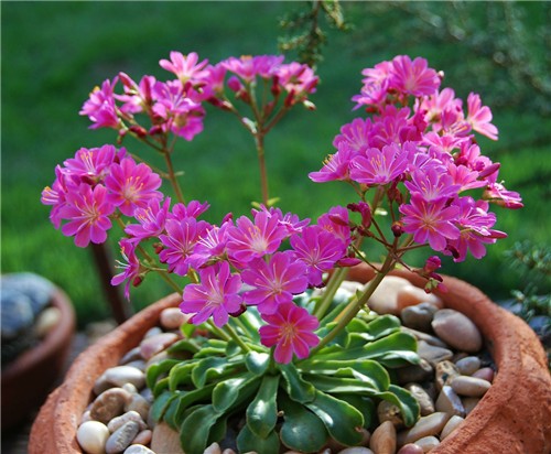 露微花4_副本.jpg