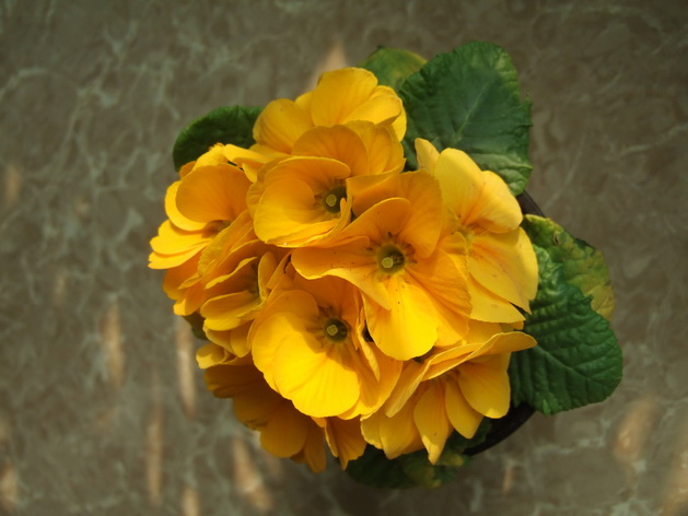 报春花 (3)_调整大小.JPG