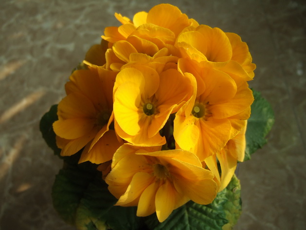 报春花 (1)_调整大小.JPG