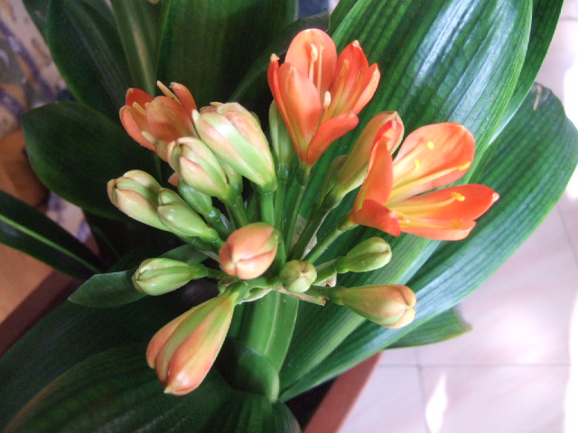 DSCF8697.JPG