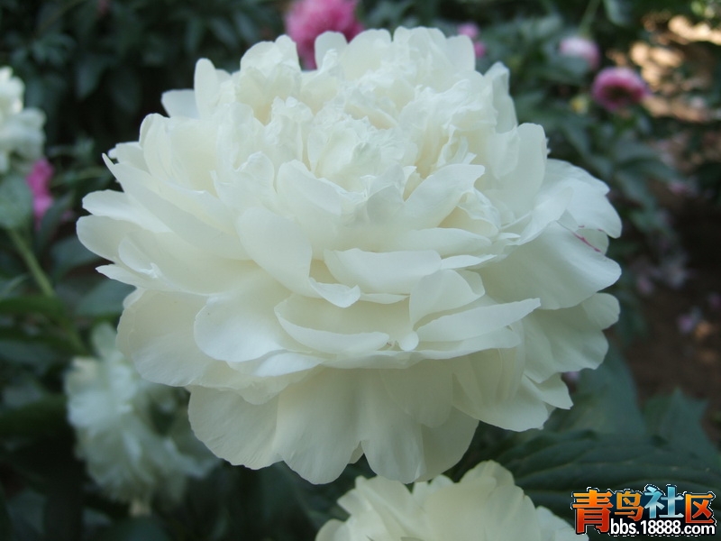 DSCF4774_调整大小.JPG