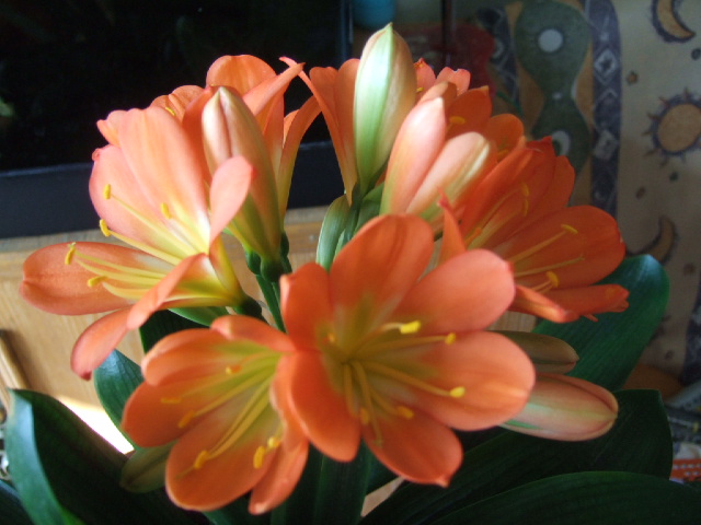 DSCF8700.JPG