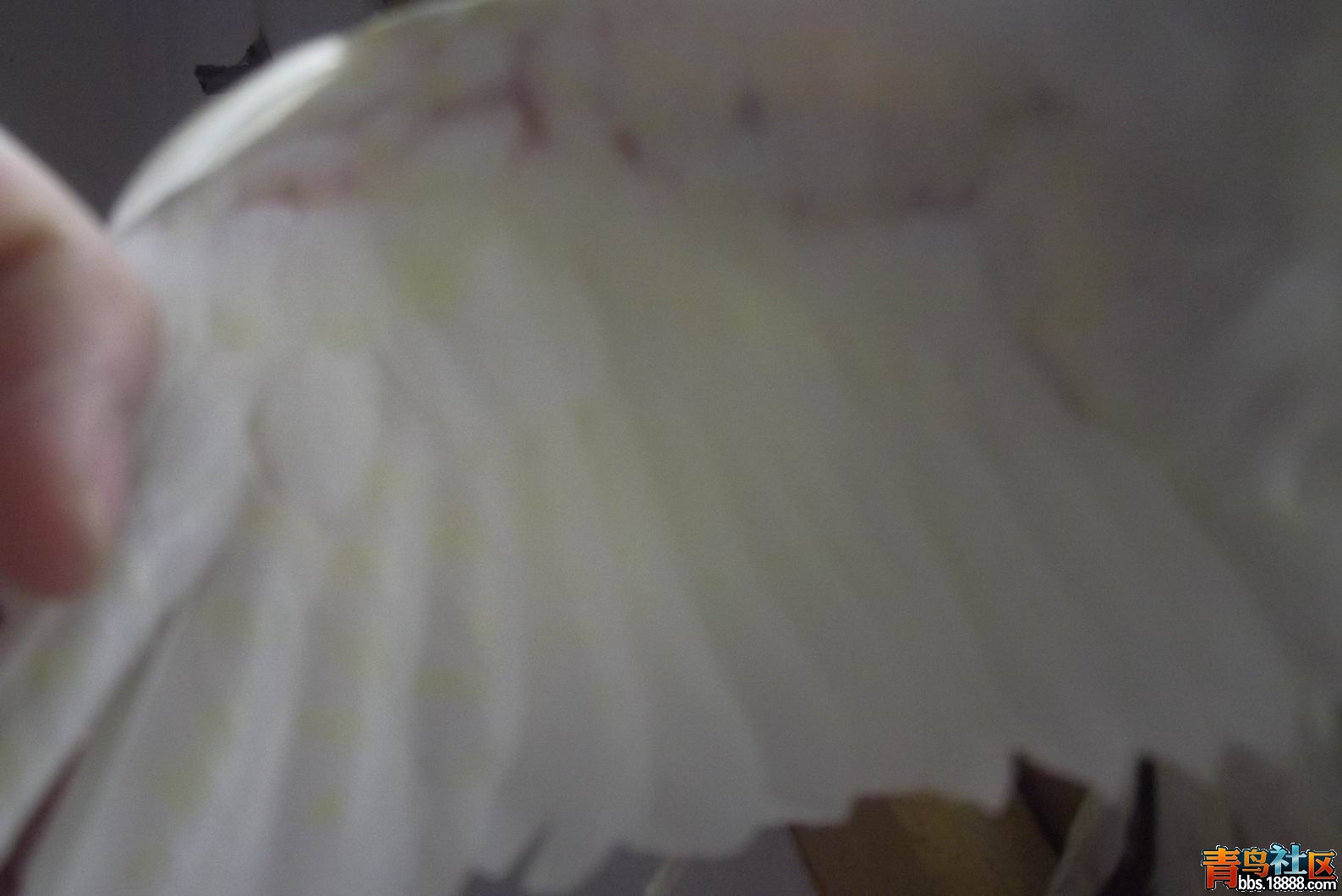 DSCF1655.JPG