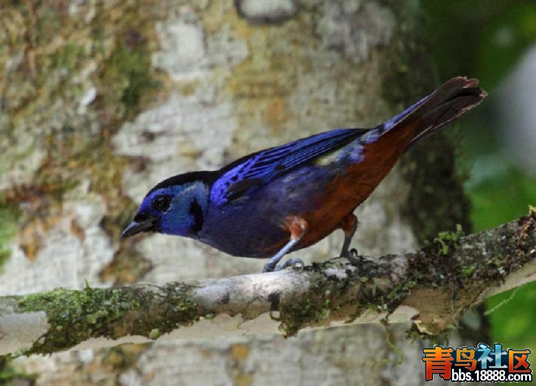 Opal-rumped.jpg