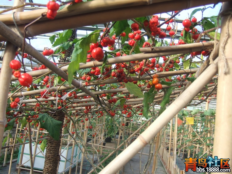 DSCF9344_调整大小.JPG