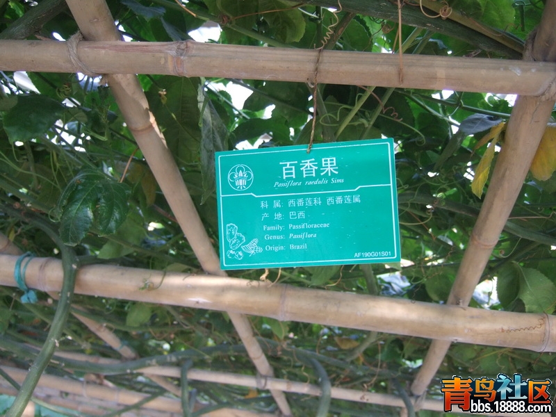 百香果 (1).JPG