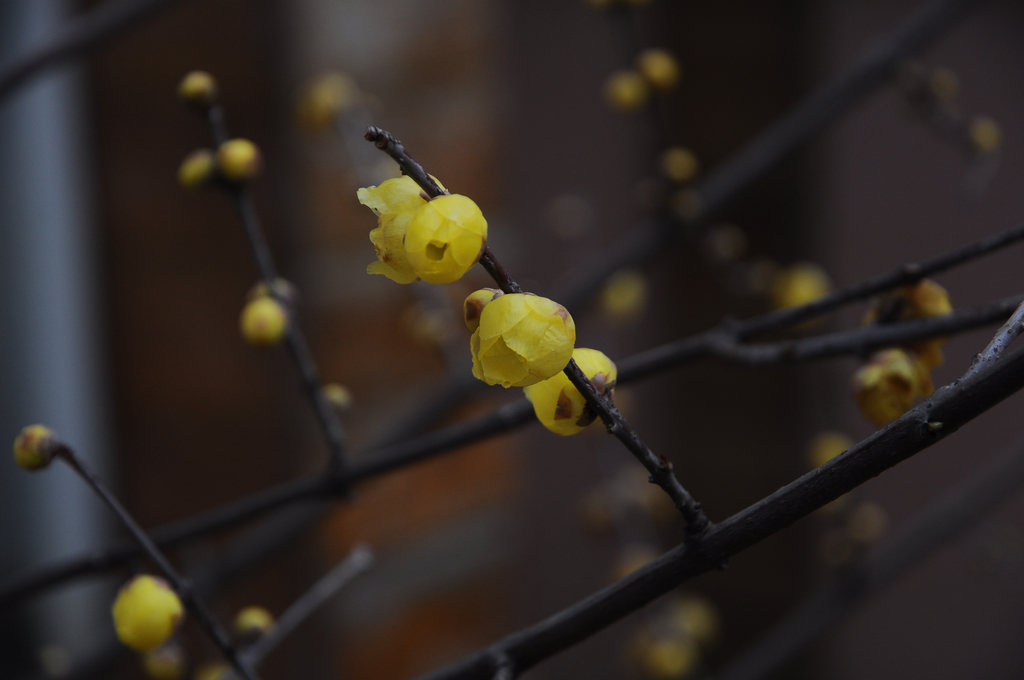 DSC_0007.JPG