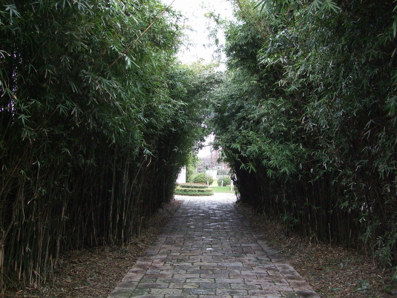DSCF4415.jpg