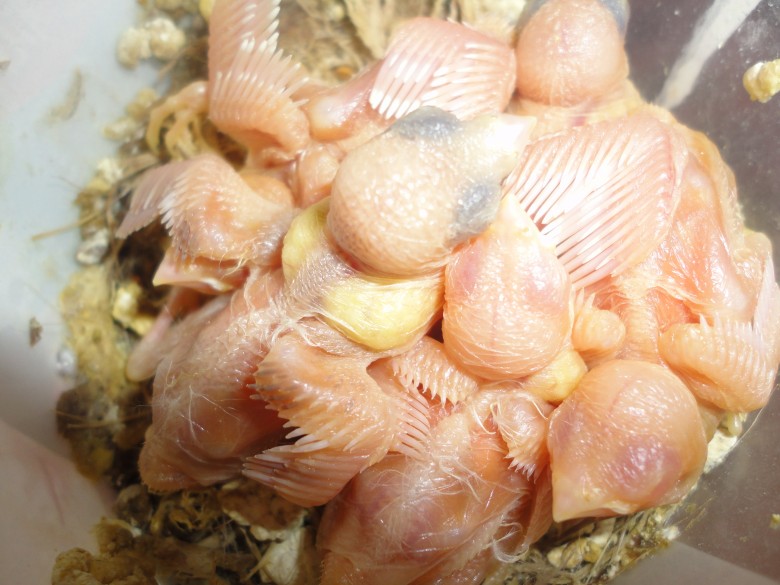 DSC02593_conew2.jpg