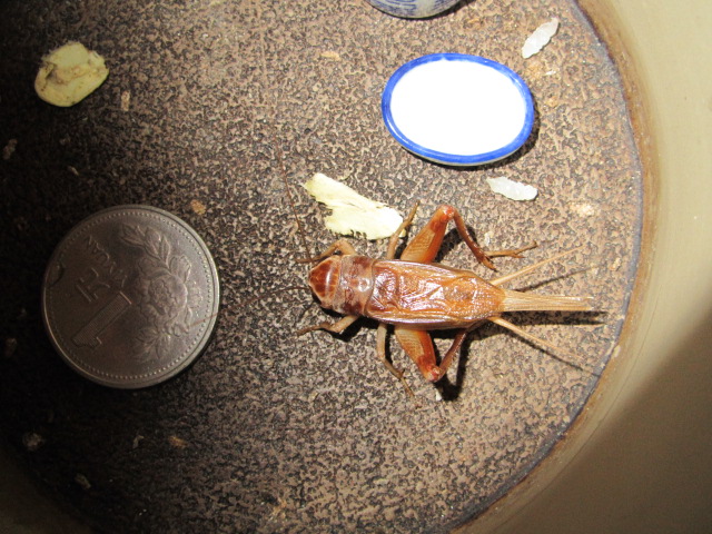 IMG_2446.jpg