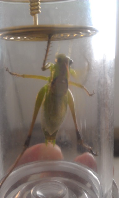 IMAG0200.jpg