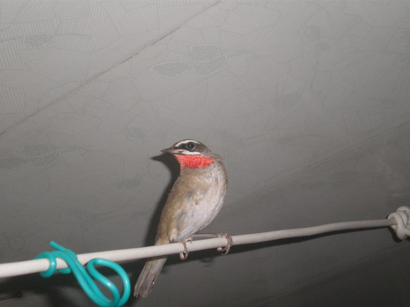 P1272585.JPG