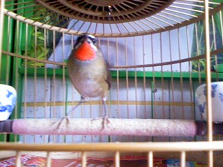 IMG0262A.jpg