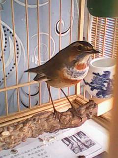 IMG0554A.jpg