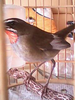 IMG0581A.jpg