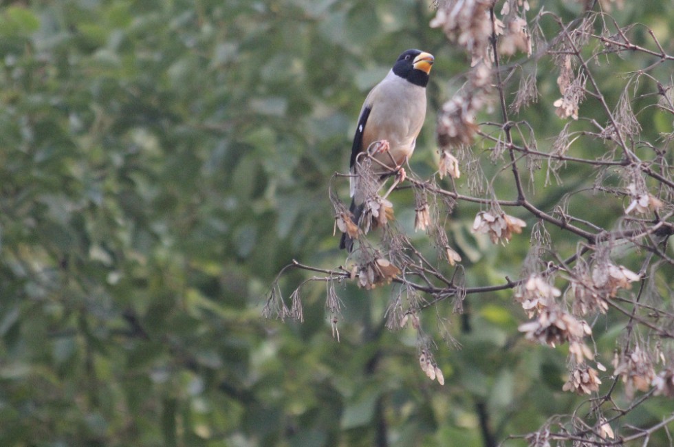 IMG_1419_conew1.jpg
