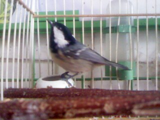 IMG0344A.jpg