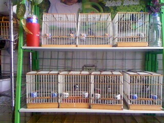 IMG0356A.jpg