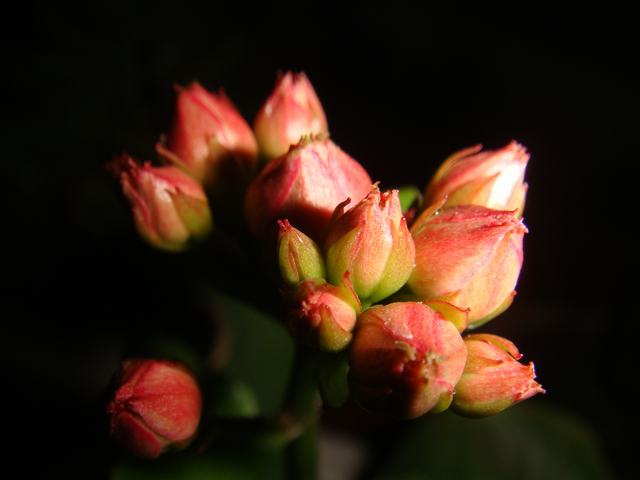 DSC02016.JPG