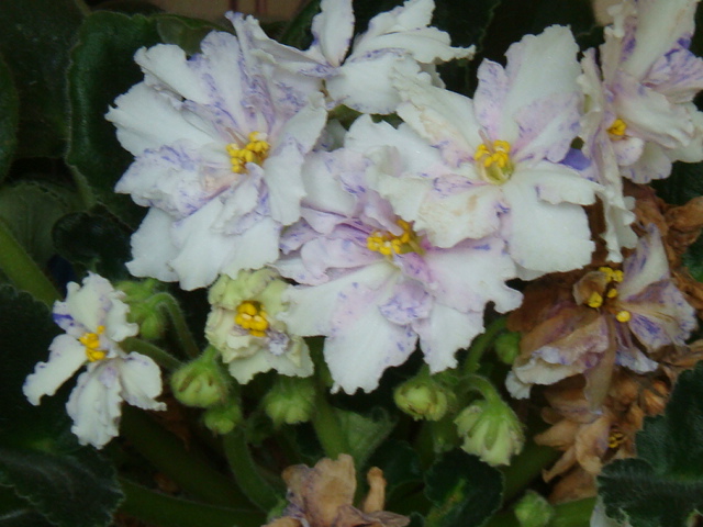 DSC02764.JPG