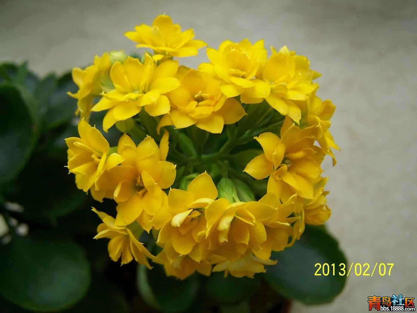 长寿花153.JPG