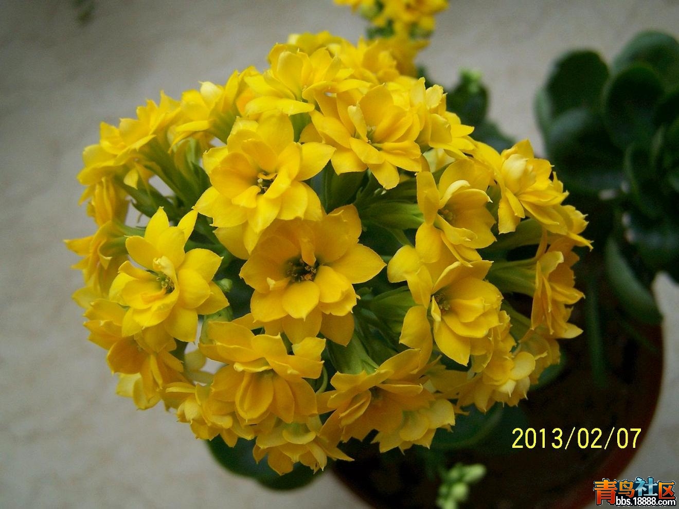 长寿花151.JPG