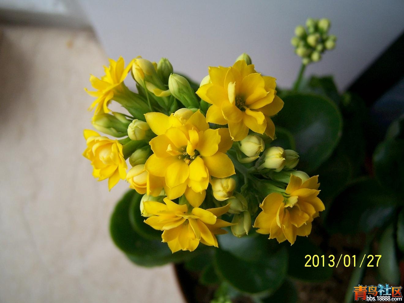 长寿花121.JPG