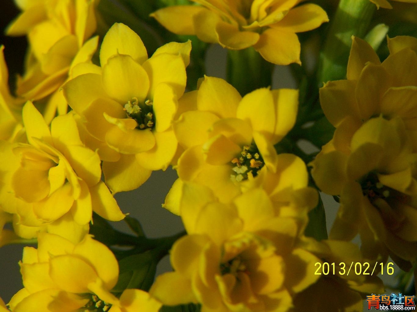 长寿花1103.JPG