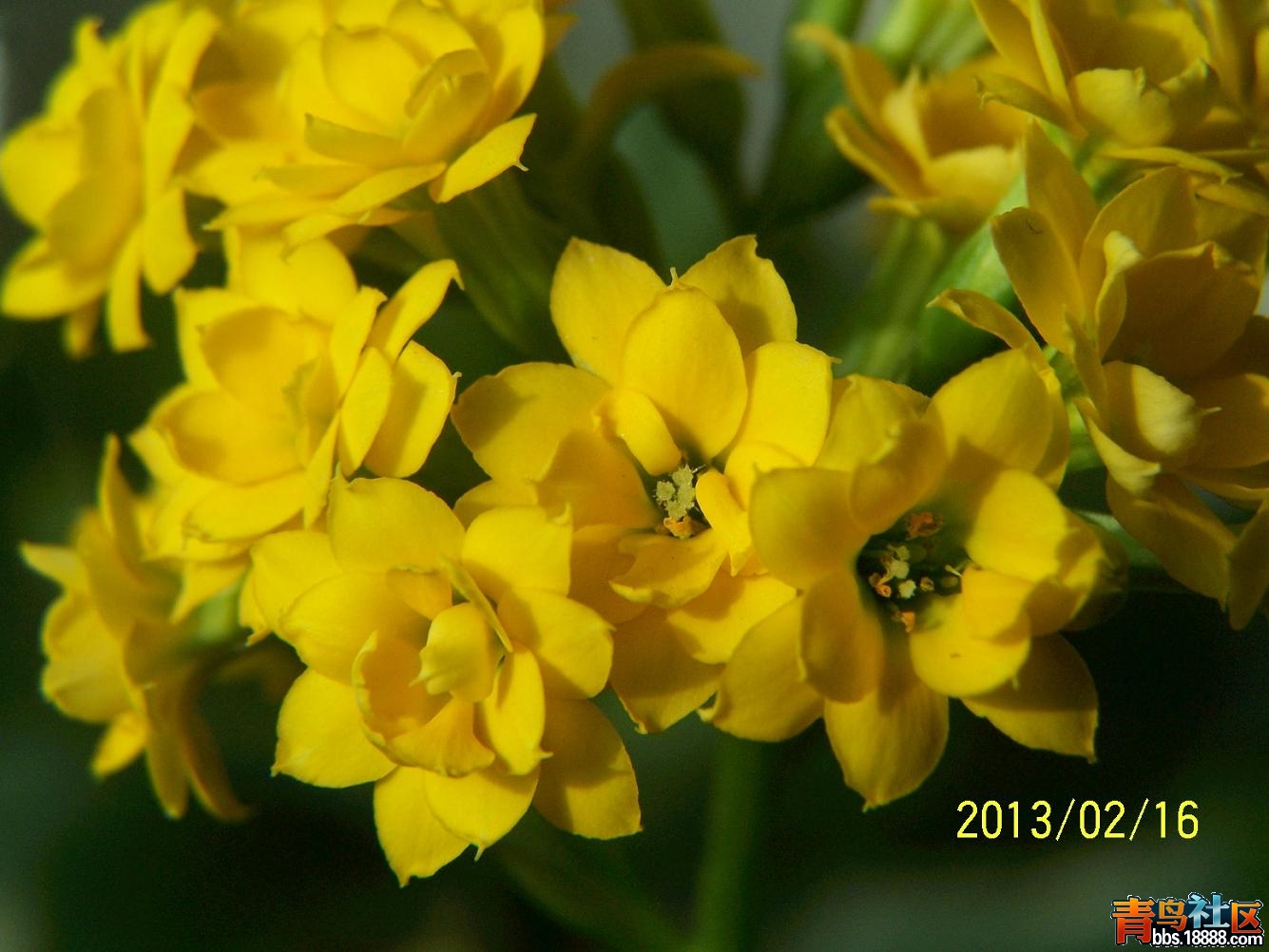长寿花1102.JPG