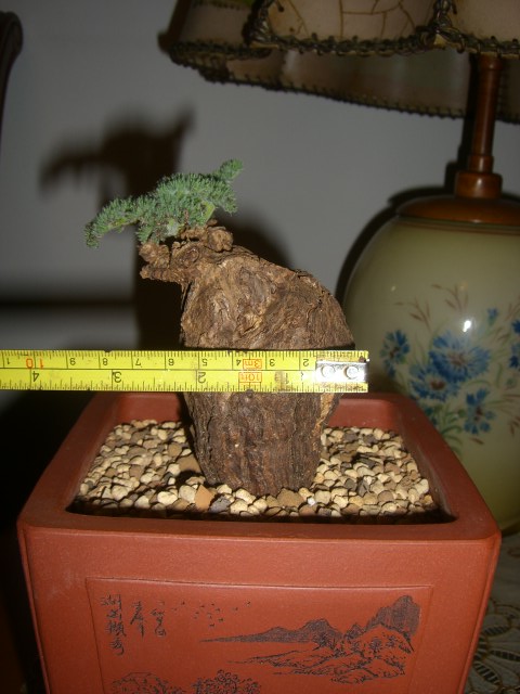 CIMG5721.JPG