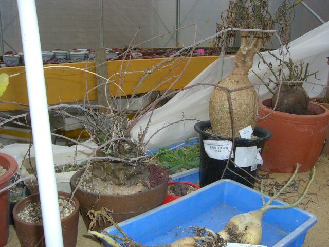 CIMG5697.JPG