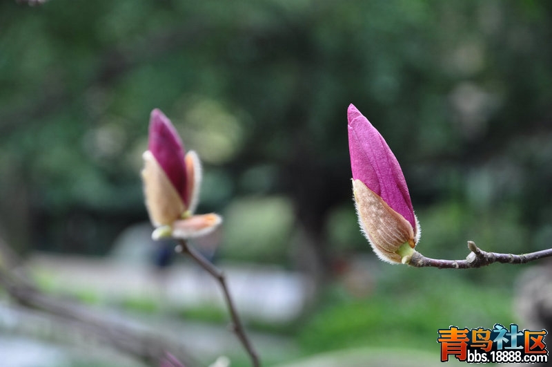 DSC_0346.JPG