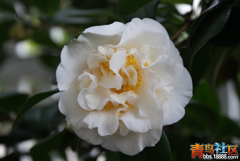 2013-茶花-10.jpg