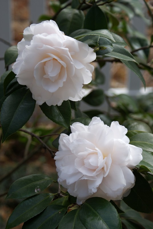 2013-茶花-6.jpg